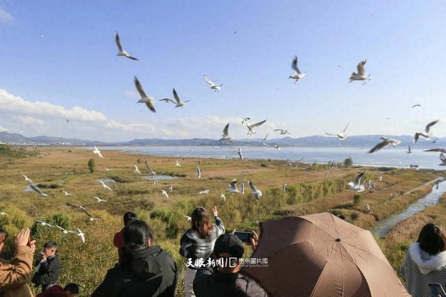 图库推荐丨威宁草海:红嘴鸥翩跹,奏响冬日生态乐章