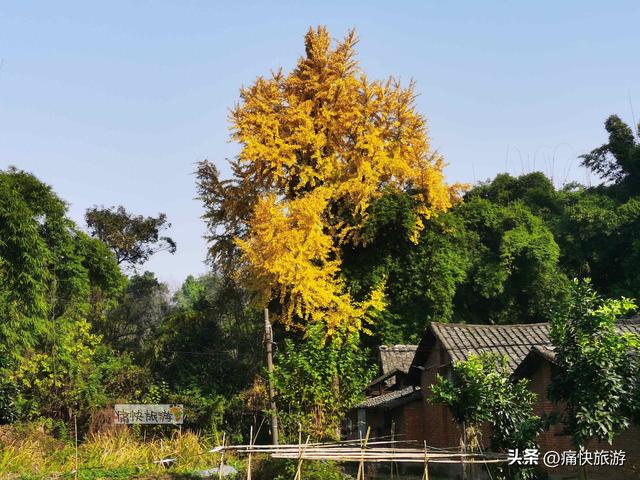 大安叶家沟古道旁的银杏黄