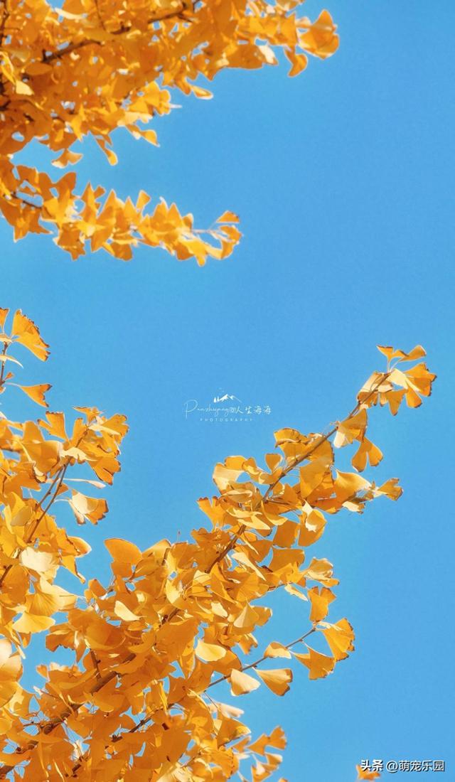 武汉秋色正浓时，梧桐叶片渐染黄，街头诗意盎然
