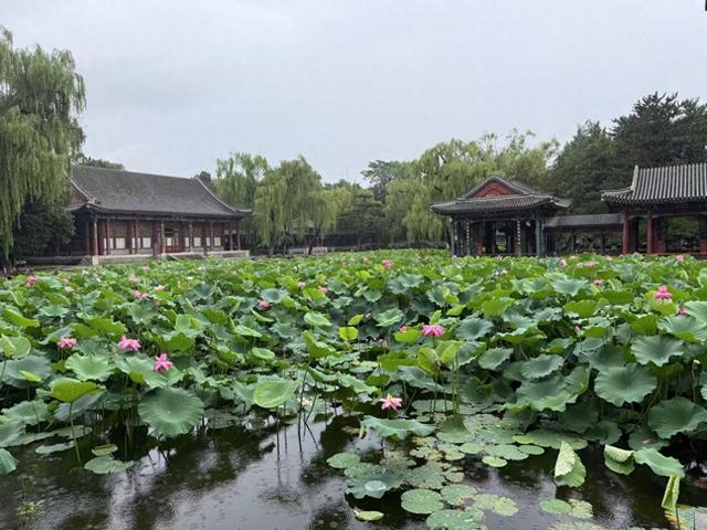 北京：雨中听荷，邂逅夏日清欢