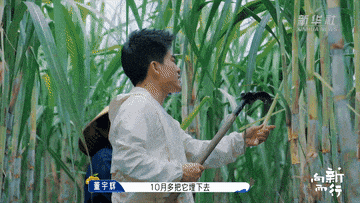 新华社携手董宇辉走进广西边关秘境，这里的山水“有点甜”……