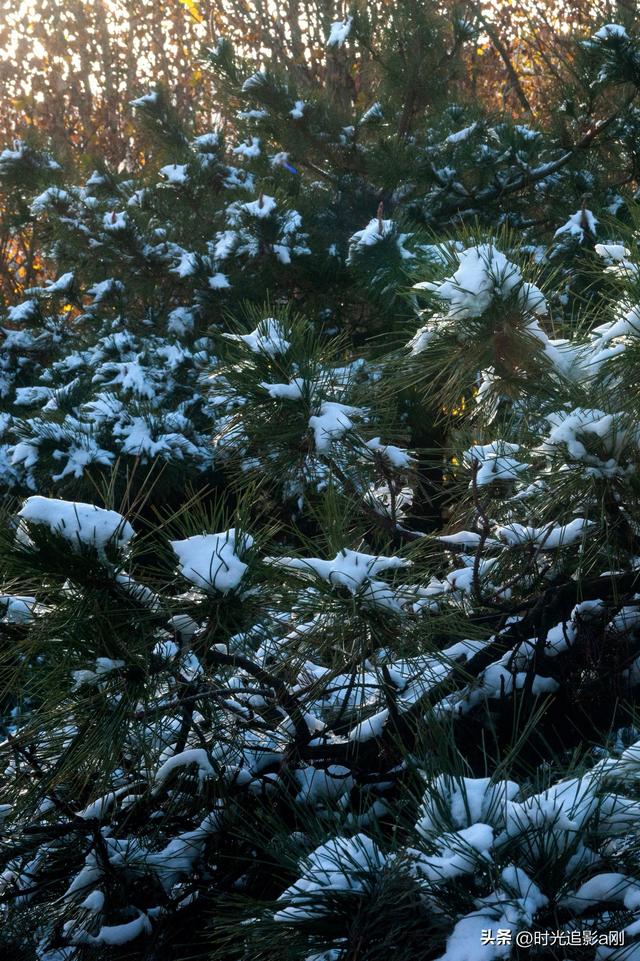 林深雪静，心归自然