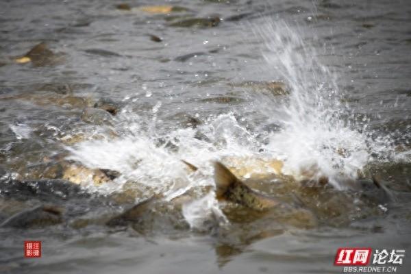 别追景点了！安乡这两个村，全是乡村最接地气的鲜活