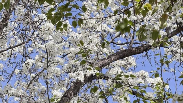 【白银文旅】梨花盛开，春日赴约！大庙村直接美成壁纸