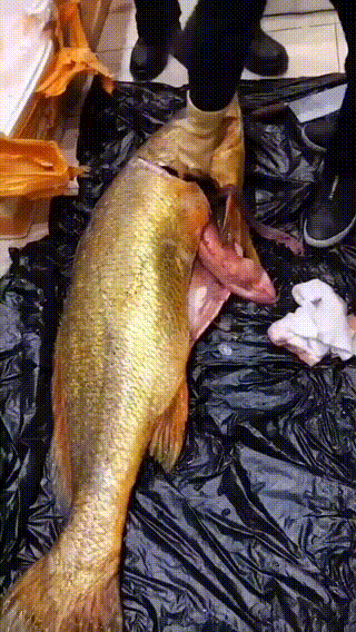 还没拆线能吃花胶吗 还没拆线能吃花胶吗有影响吗