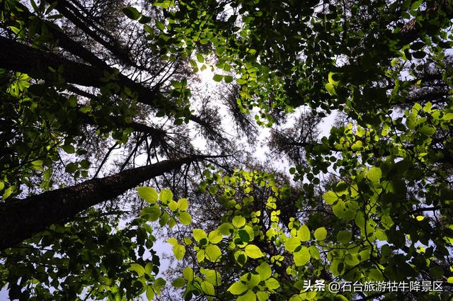 藏在皖南的“天然氧吧”，石台牯牛降等你来吸氧！
