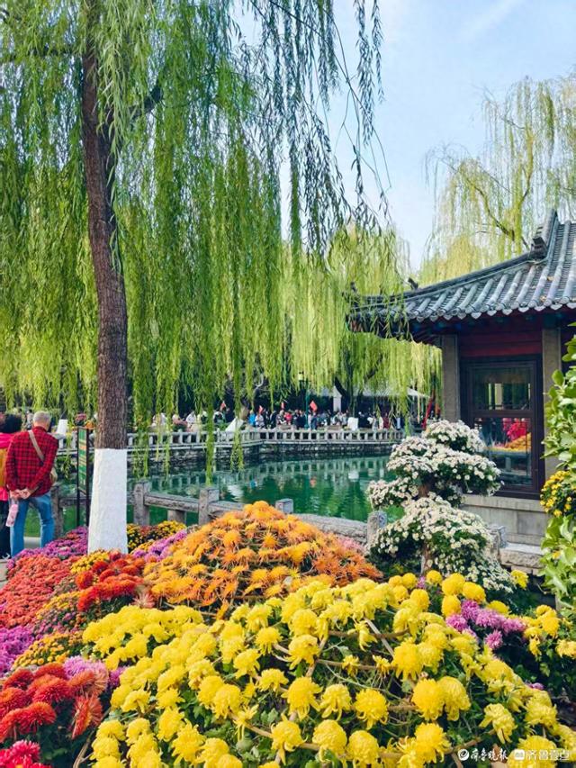 趵突泉菊展花开正当时