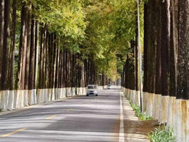 利川水杉长廊披金装 公路人“橙”心守护