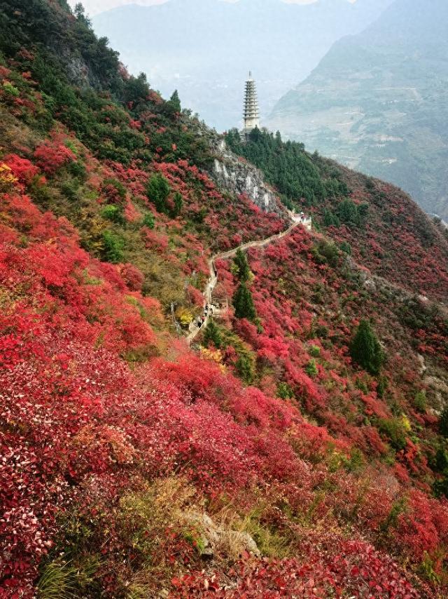 科技赋能，巫山红叶红了山头暖了心头