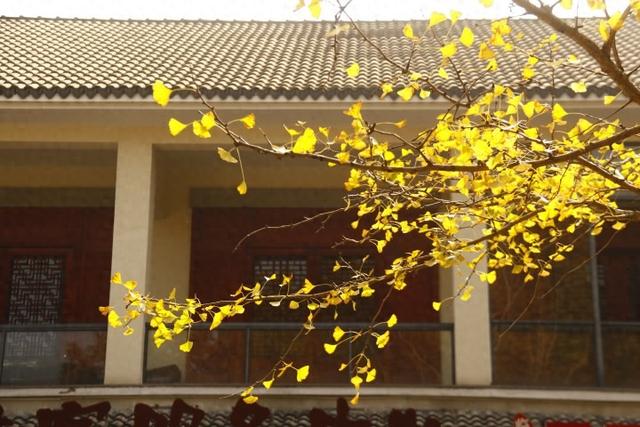 “红叶指南”迎来醉美秋色！杭州坐公交赏秋这么走