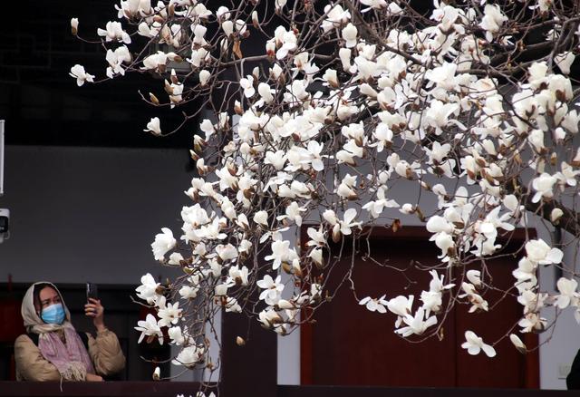 江苏苏州：狮子林玉兰花开春意浓