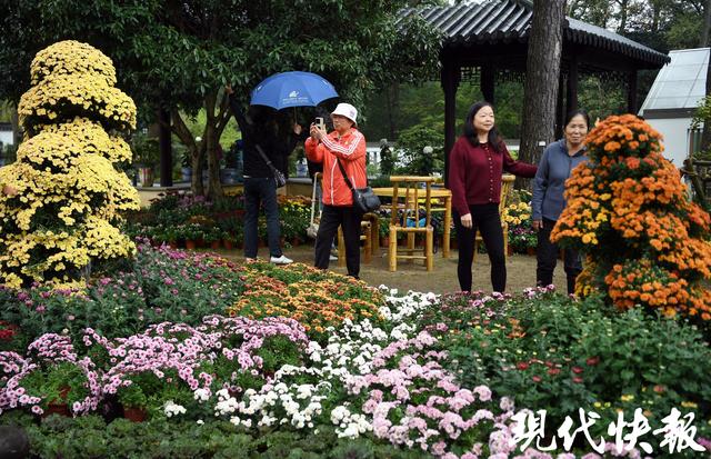 秋日限定浪漫！南京中山植物园菊展上线