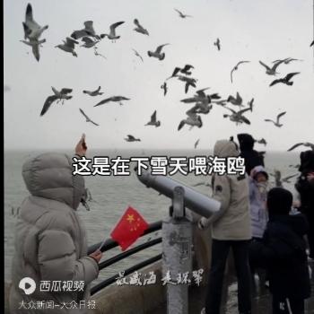 别再等了！威海这处雪海秘境，海鸥成群美成童话