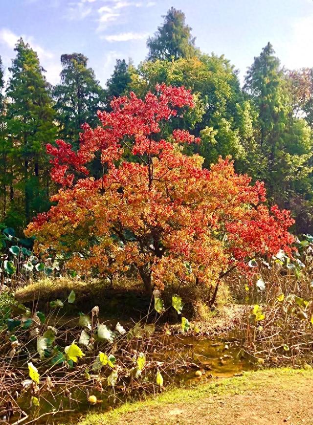 美篇：枫 叶 红 了