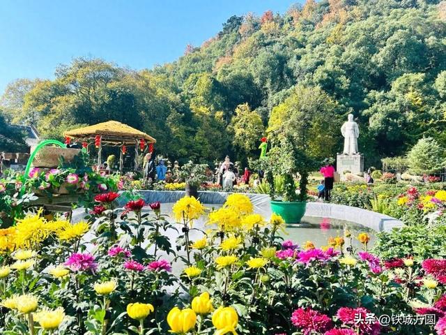 菊香满邵武！第二十届菊花艺术展惊艳绽放，邀你共赏秋韵