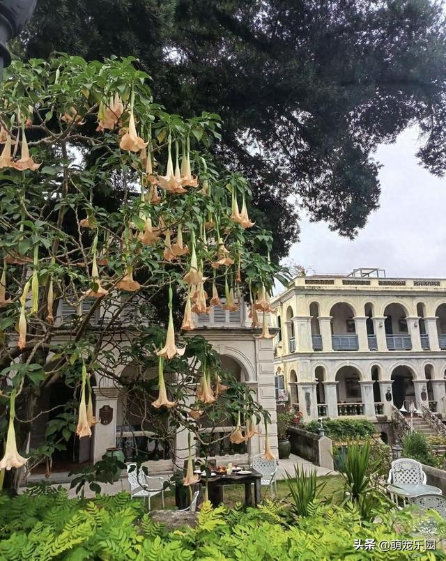 西北旅人初到鼓浪屿，被陌生花朵迷住拍照，当地人一句话让他后怕