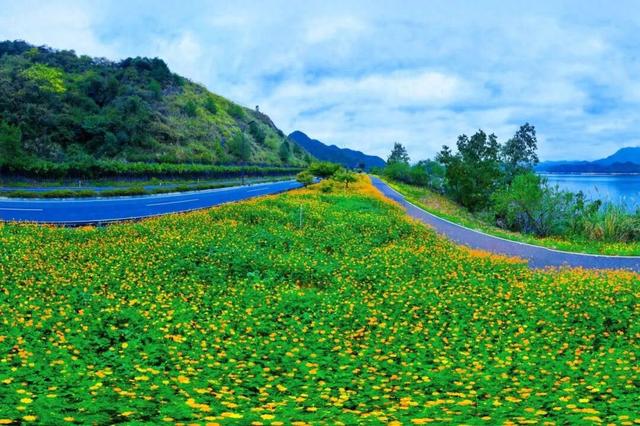 秋日惊喜！千岛湖花海正热烈~