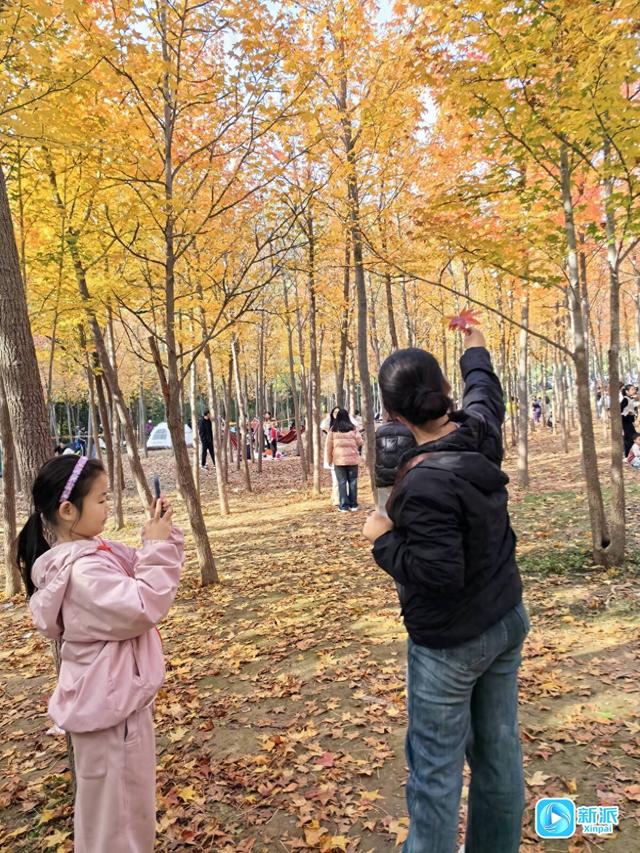 直击现场！潍坊人的周末“枫林派对”→