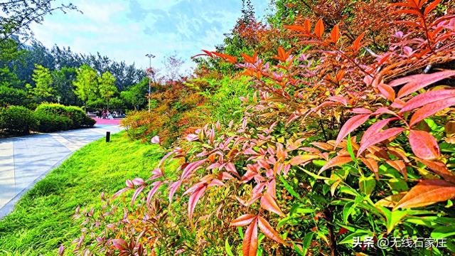 红果红叶绘就秋冬浪漫画卷 石家庄裕东公园南天竹迎来最佳观赏期
