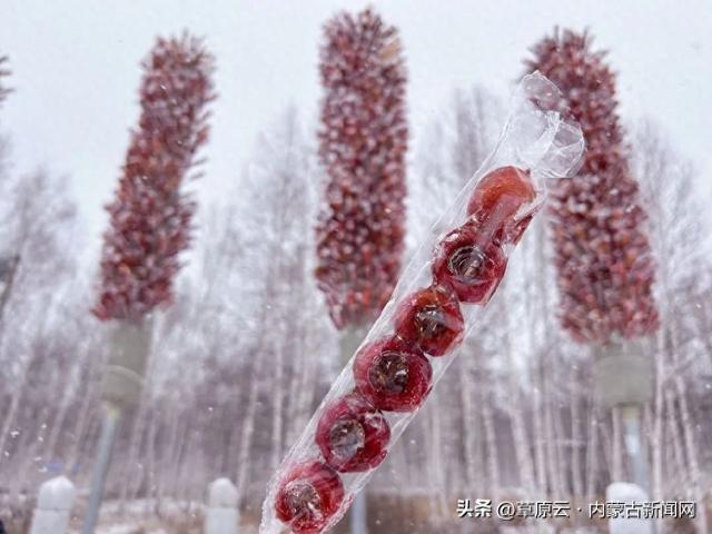 “糖葫芦树”甜蜜回归！ 想去呼伦贝尔的心动值拉满