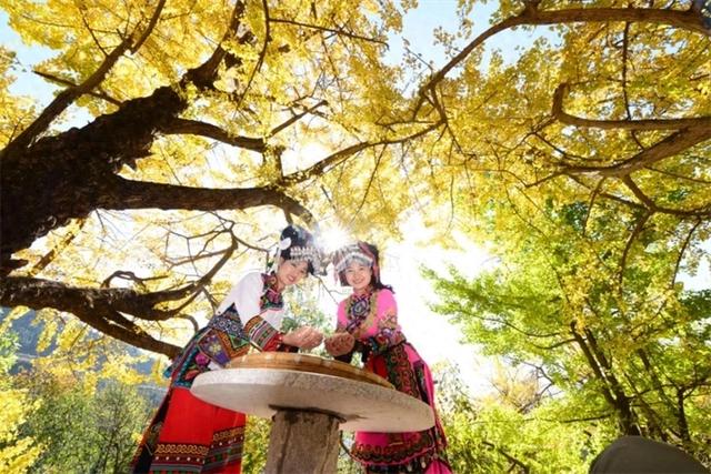 邂逅千年银杏！丹霞收费站“银杏班”邀请游客共赴金色之约