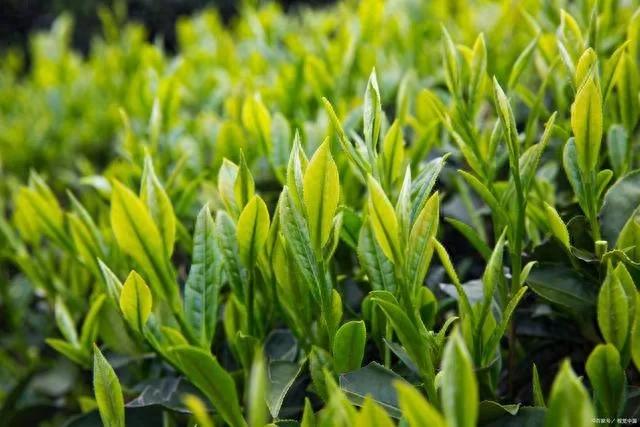 一斤茶叶利润有多少（别以为种茶能赚暴利茶农晒账本 辛苦一年）