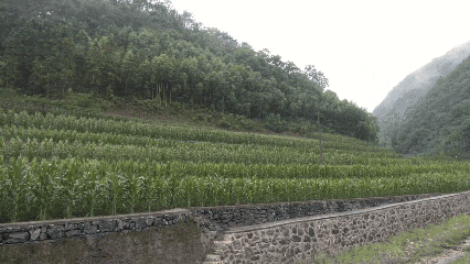 石泉县将迎来剧烈降温 需防范“倒春寒”