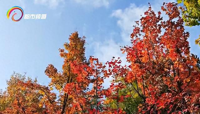 红了！昆明这里迎来枫叶最佳观赏期！季节限定打卡仅剩两周，速来