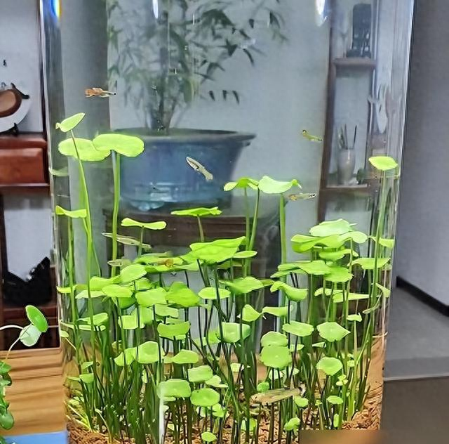 河北一00后小姑娘，因“铜钱草鱼缸”走红，超多人都被“治愈了”