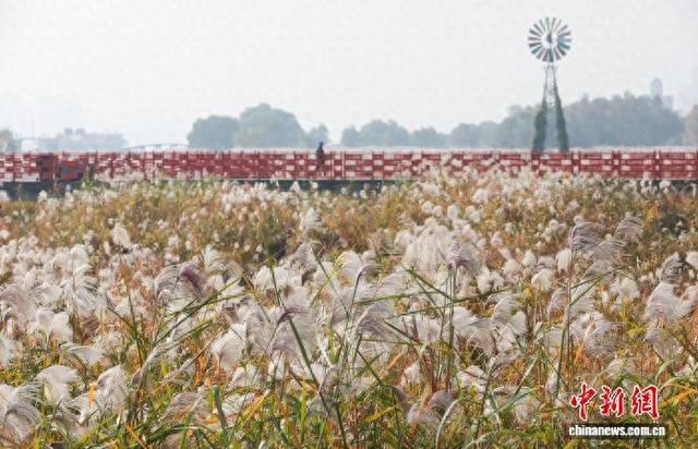 湖北武汉：芦荻花开引人入胜