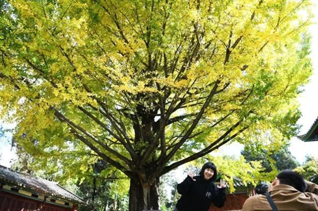 冬游丽江！这棵400多年的古树披“金甲”了