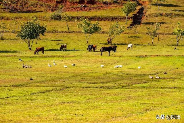泸沽湖畔也有青青草原，除了牛马羊外，还放养着不少黑猪和白猪