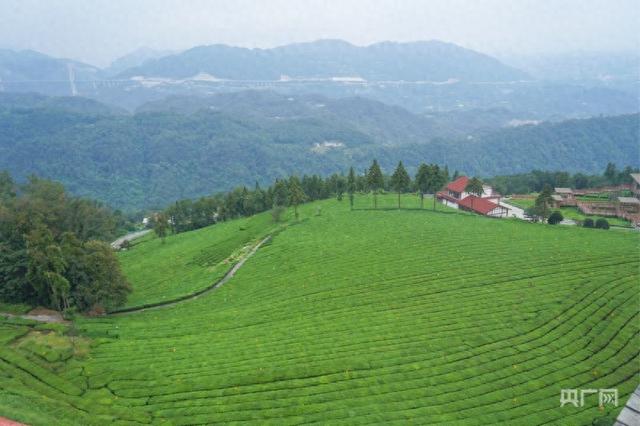 名优馆破解版安卓版（活力中国调研行｜从 卖茶叶 到 卖体验 一片绿叶的增值之道）