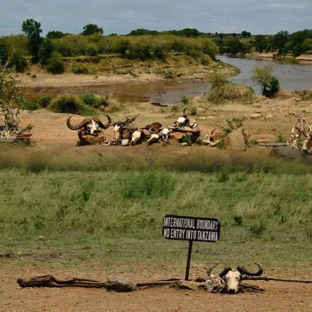 花5万远赴非洲追狮,一场属于中产的精神自救