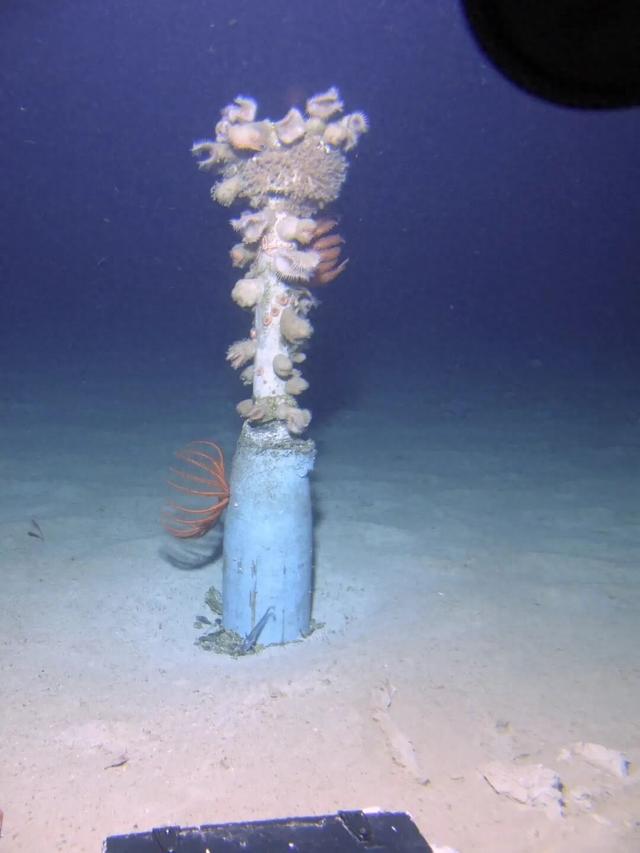 被遗弃的二战炸药上，长出了更多的螃蟹和海星