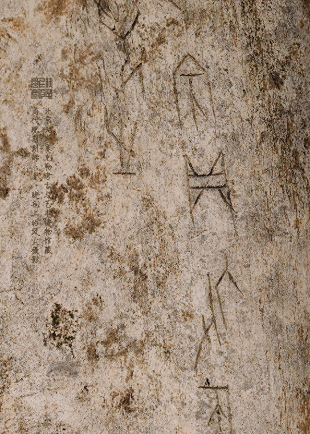 北京大学馆藏探秘：商代晚期刻辞卜骨	，解锁千年占卜密码