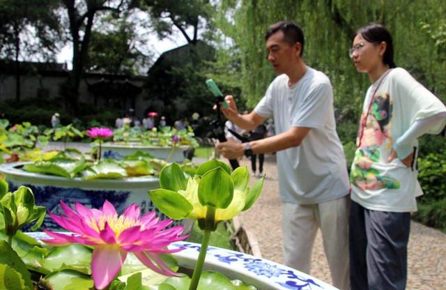 江苏苏州：香水睡莲醉游人