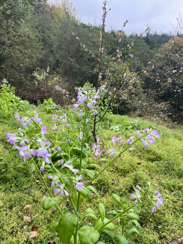年年岁岁花香似,岁岁年年情意浓!每年的“三.八”不一样的故事