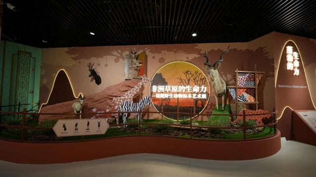 今日开展！非洲野生动物头肩标本展亮相内蒙古自然博物馆，沉浸式邂逅草原生灵