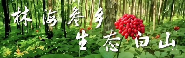 吉林日报：铭记历史 缅怀先烈 | 白山市江源区 红色文化赋能特色产业