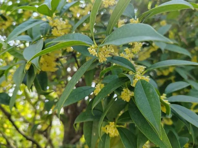 兴庆宫的秋，桂花飘香，花影添色