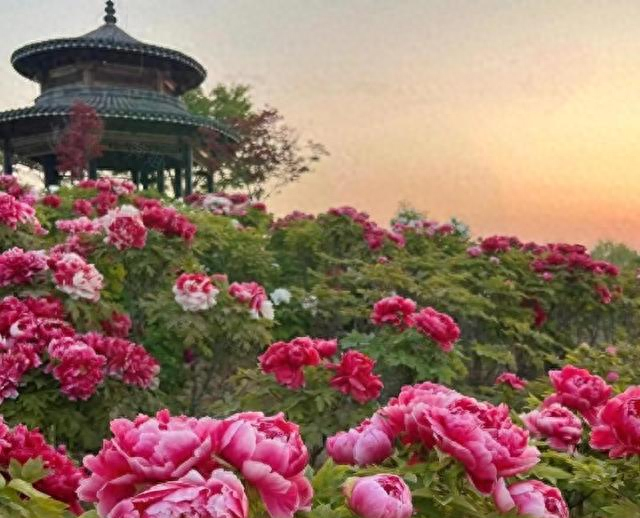 江苏没想到，山东也没想到，如今的中国河南，已成为全国焦点