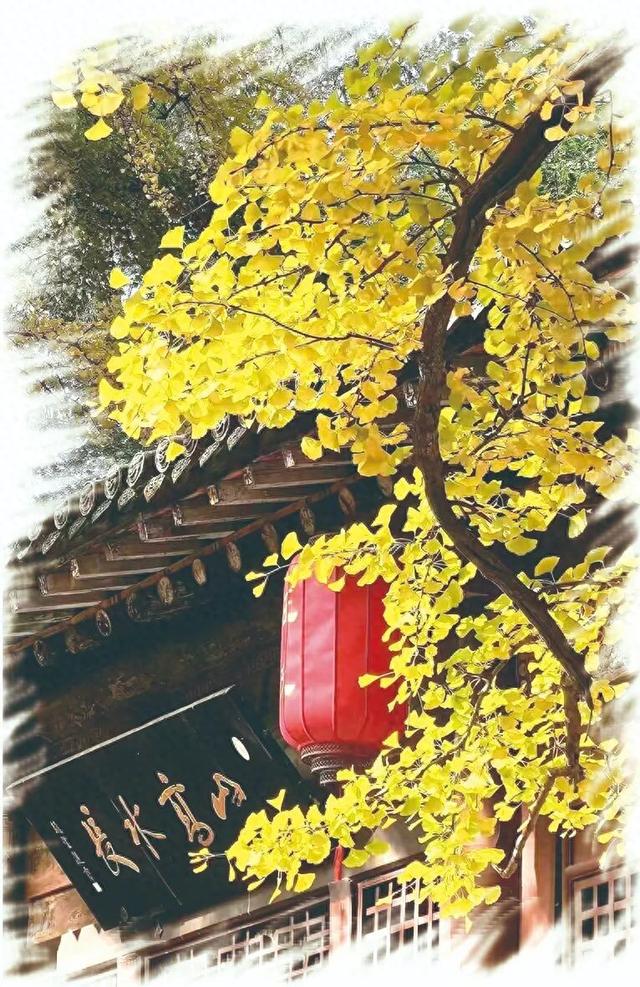 在晋祠，邂逅连理古银杏