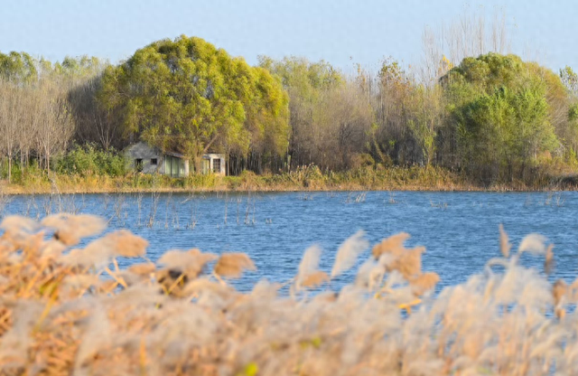温柔，超治愈！郑州5个好看出片的芦苇打卡地！