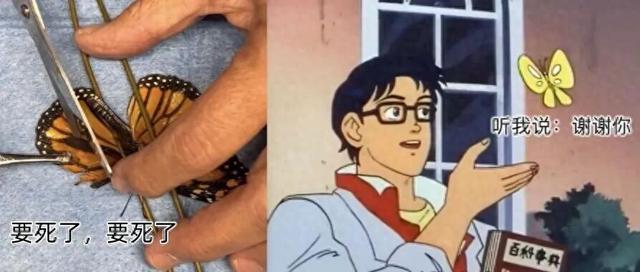 女子用胶水给受伤的蝴蝶粘上新翅膀，仅用5分钟，蝴蝶重返天空