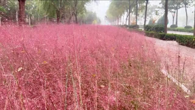 城市一隅，粉黛花开，邂逅一场不期而遇的温柔