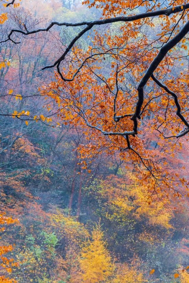 11月旅行地推荐！这13个赏秋地无对手，还藏着国内四大绝美秋色