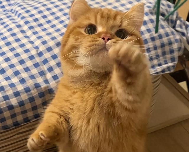 猫咪招财又好听的名字（猫咪的3个旺财名）