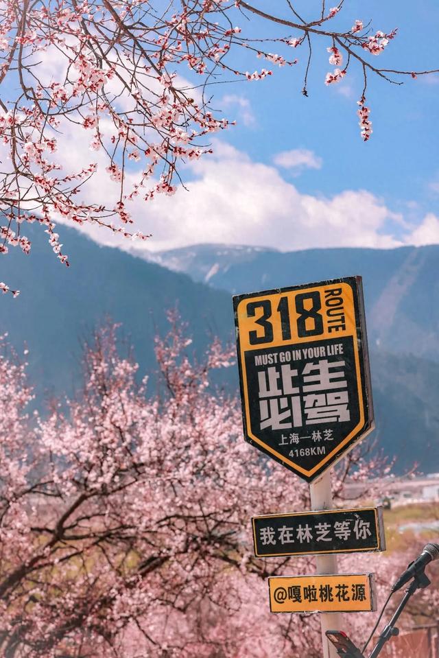 官宣！2026年林芝桃花节开幕时间定了！