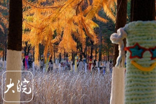 合肥青年创意田园“抱一抱”游园会启幕 红杉林进入最佳观赏期